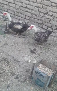 چهارعددبوغلمون ماده یه بوربو۳تابرنز دوتااردک