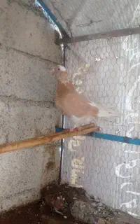 شازده