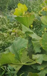 همکار خانم برای کشاورزی