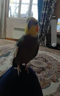 پرنده ع