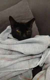 واگذاری گربه