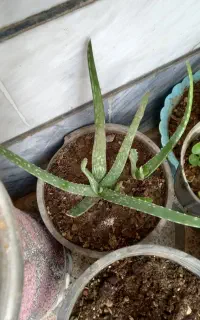 گل طبیعی آلوورا سالم سرحال باقیمت مناسب