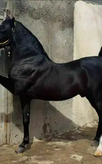 باشگاه سوار کاری .نوروزیان