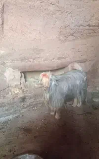 فروش دوبر در شهرستان اردل