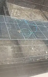 جفت کنی کبوتر