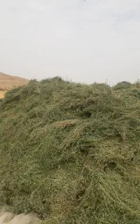 یونجه درجه یک