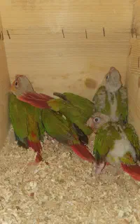 جوجه‌گرینچیک آناناسی