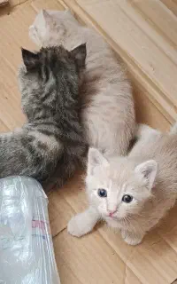 واگذاری رایگان بچه گربه