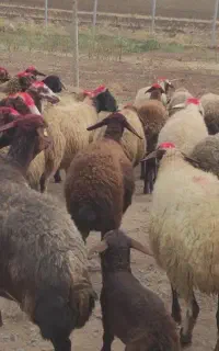 گوسفندوبره