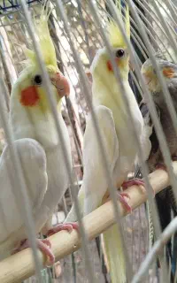 عروس هلندی