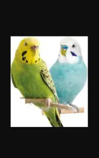 مرغ عشق پیدا شده