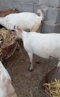 بز و کهره گوشتی حیوانات همه چاق بالای 16 کیلو