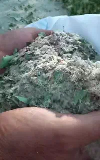 خریدار گزو هستم کیلویی 810.000 هزار