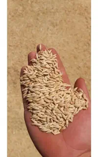 جو بهاره