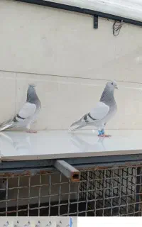 نر و ماده سبز سوسنی شعمک تخت