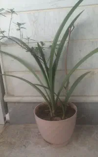 گل زیبا ی طبیعی