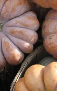 کدو انجیری