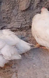 جوجه
