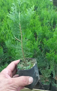 کامیس نوکدار اصلی