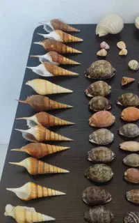 کلکسیون صدف های زیبای جنوب