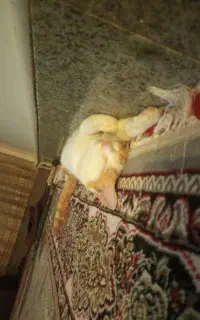گربه 7 ماهه