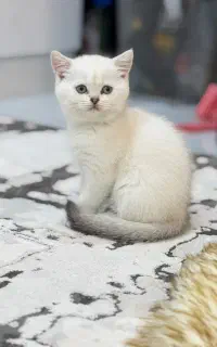 بریتیش بلک گلد