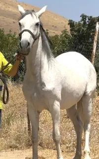مادیان کرد سواری دار