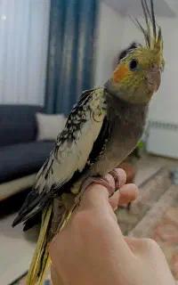 جوجه عروس هلندی