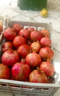 فروش ۱۵۰ کیلو انار ملس