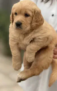 واگذاری توله گلدن ماده پدر  مادر  وارداتی