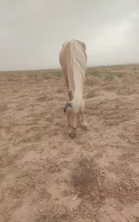 کره مادیان 3سال