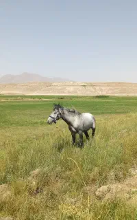اسب
