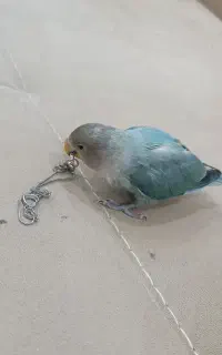 گمشده سه برابر مژدگانی دریافت کنید