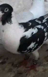 گمشده