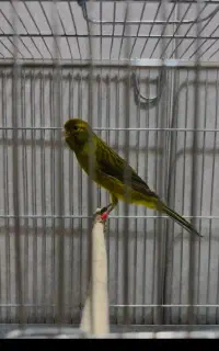 قناری سبز بی نظیر علی خانی درجه یک