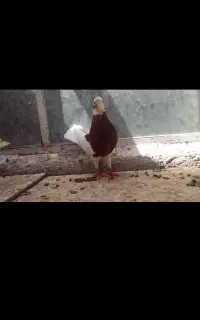 کفتر طوقی
