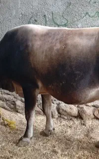 گاو و گوساله