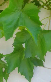 گلاب و برگ مو