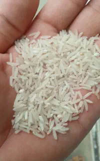 شالی نداوفجروبرنج قیمت مناسب