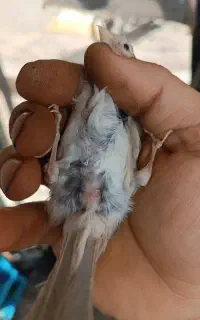 ماده آماده پس کوزه