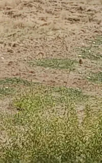 نیاز به کارگر ساختمانی روزانه