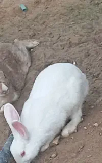 خرگوش نر و ماده