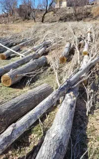 خرید انواع چوب باغی