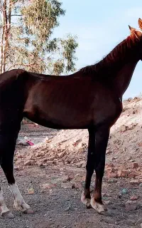 اسب مادیان عرب جوان