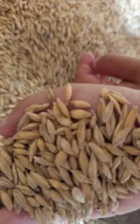 جو بذری تمیز پر بار