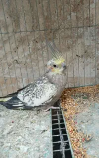 عروس هلندی مثل گُنج شیر