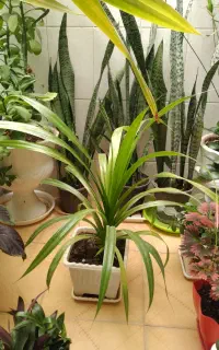 گل با پرورش خونگی