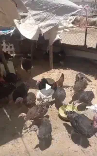 بوقلمون بزرگ