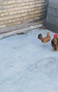 مرغ خروس چاپنیز