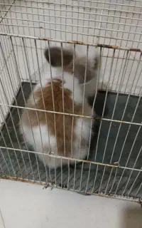 خرگوش دستی نژاد لوپ
